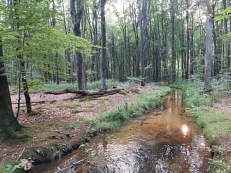 Voorsterbeek