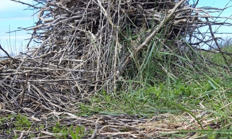Nest lepelaar Nest lepelaar