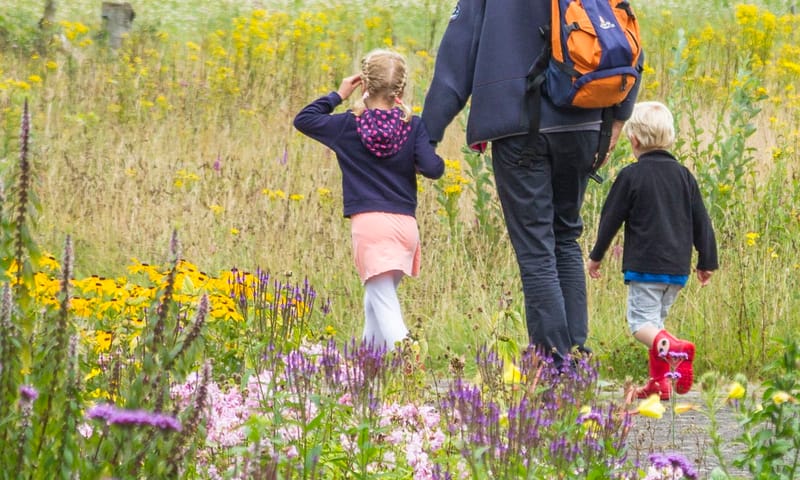 Zomerwandeling met de boswachter in het Dwingelderveld