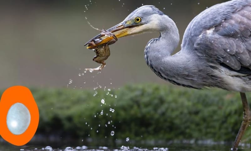 Blauwe reiger - ei