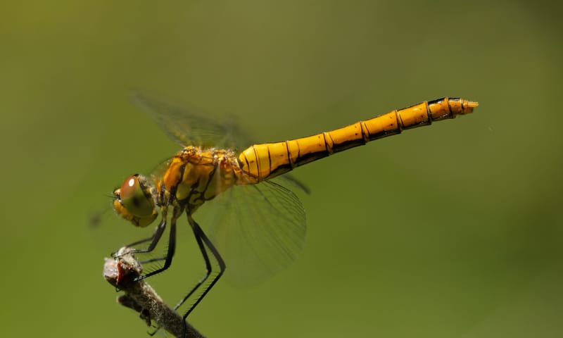 bloedrode heidelibel