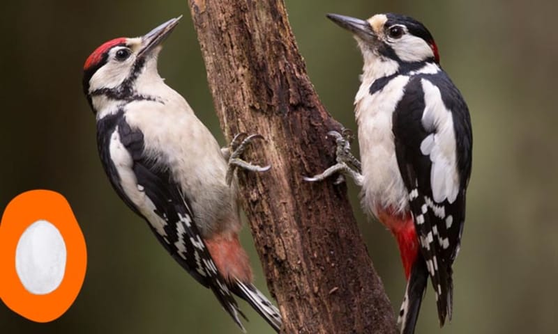 Grote bonte specht - ei