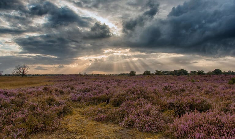 natuurgebied Kampina: centrale heide