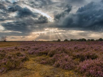 natuurgebied Kampina: centrale heide
