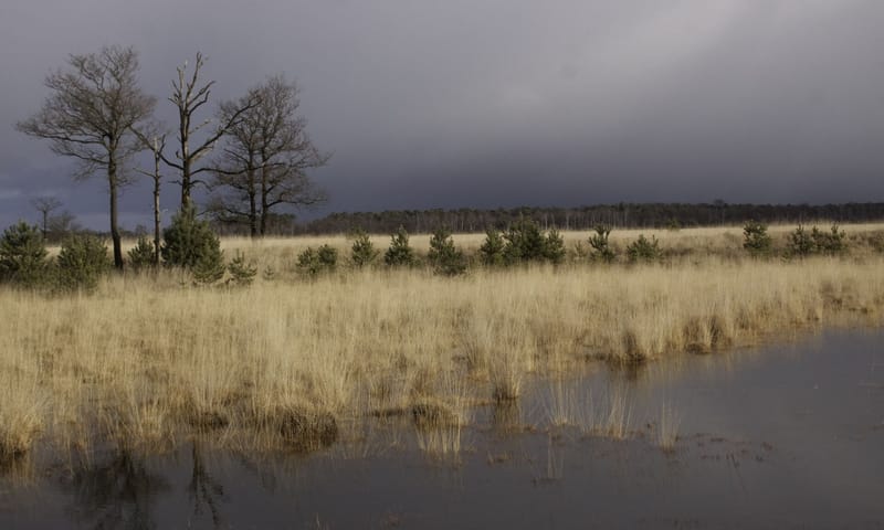 vergrassing op de Kampina