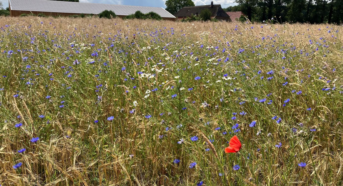 Nieuwe stal  Natuurboerderij Velhorst 