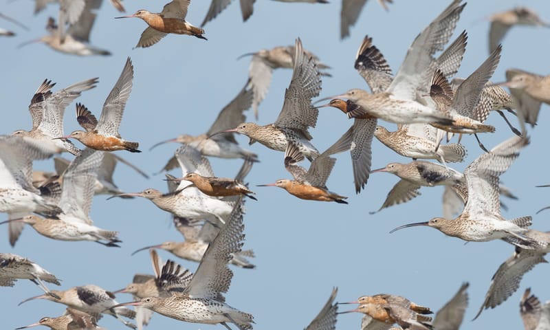 vogeltrek