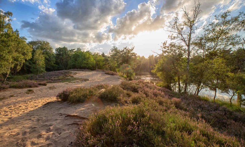 stuifzandheide