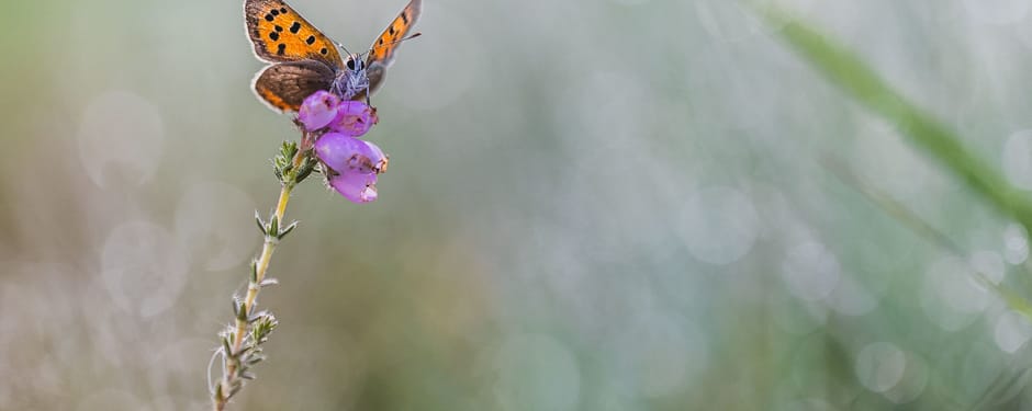 Vlinder op heideplantje