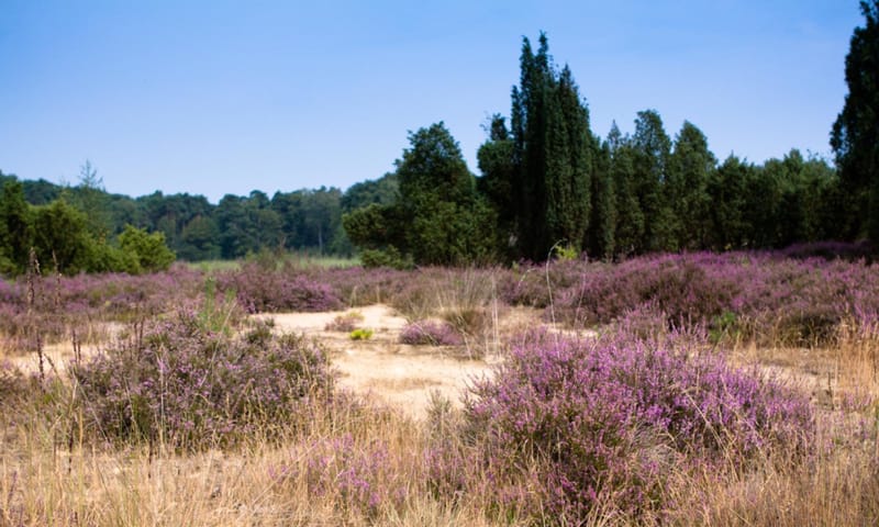 Kienveen