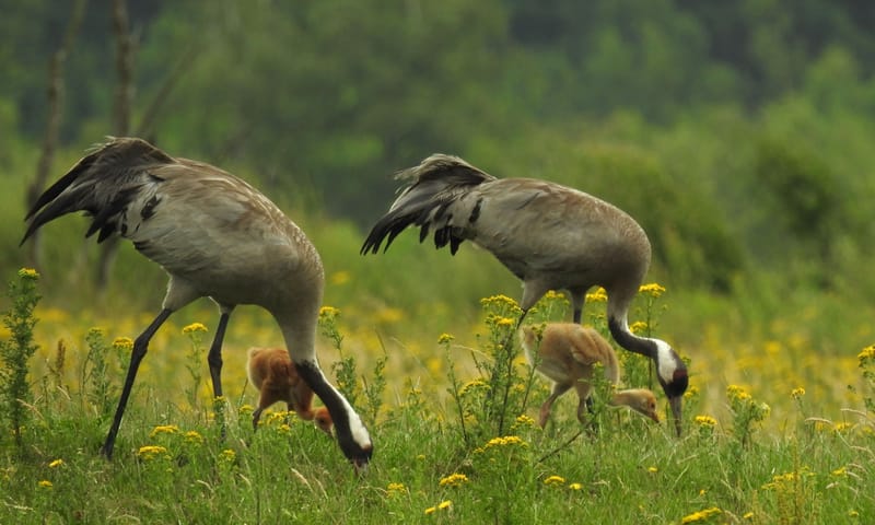 Kraanvogelpaar met kuikens in het Fochteloërveen.