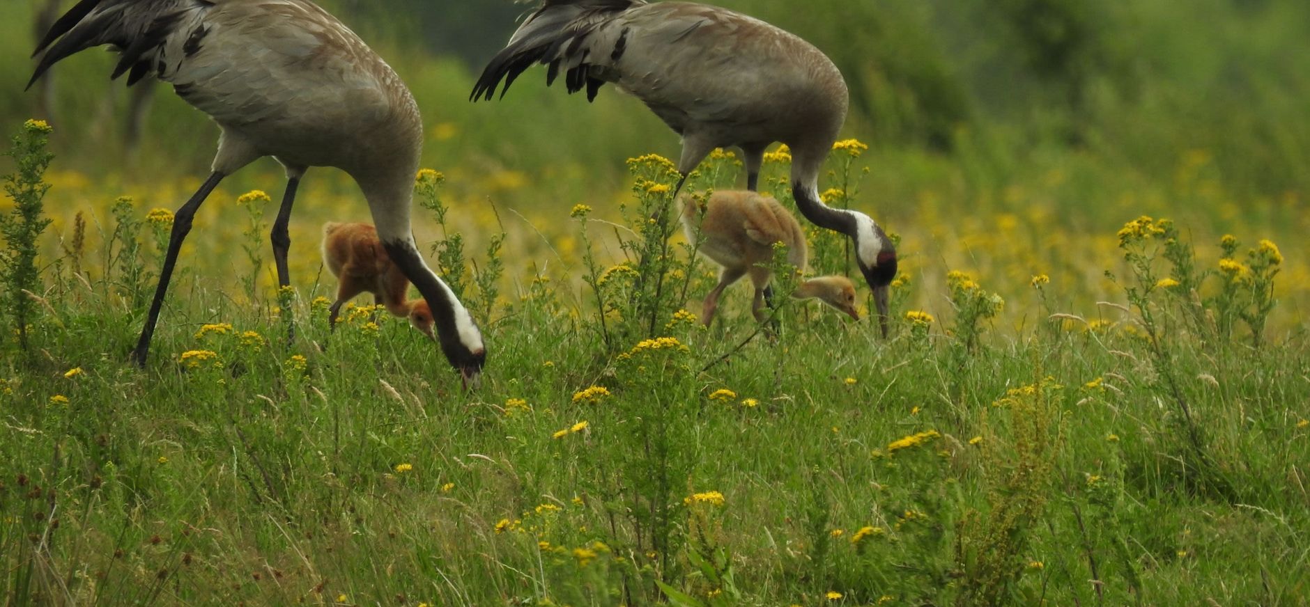 Kraanvogels met kuikens Kraanvogel met kuiken in het Fochteloërveen