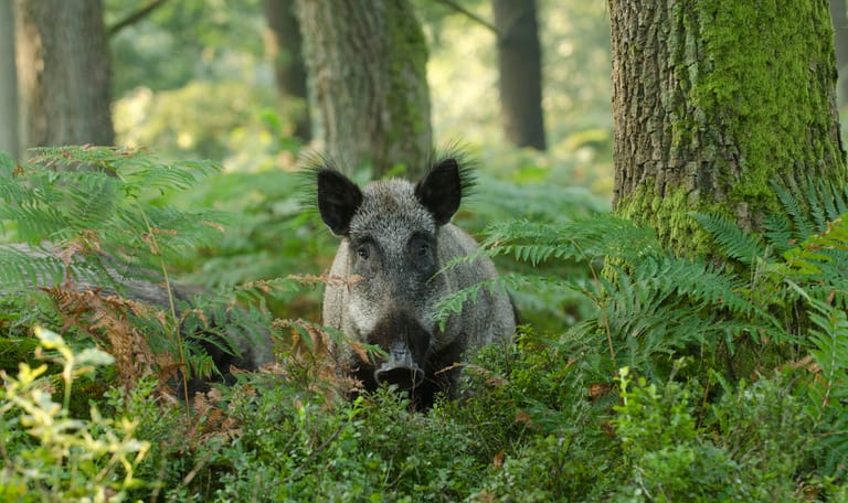 Wild zwijn in het bos