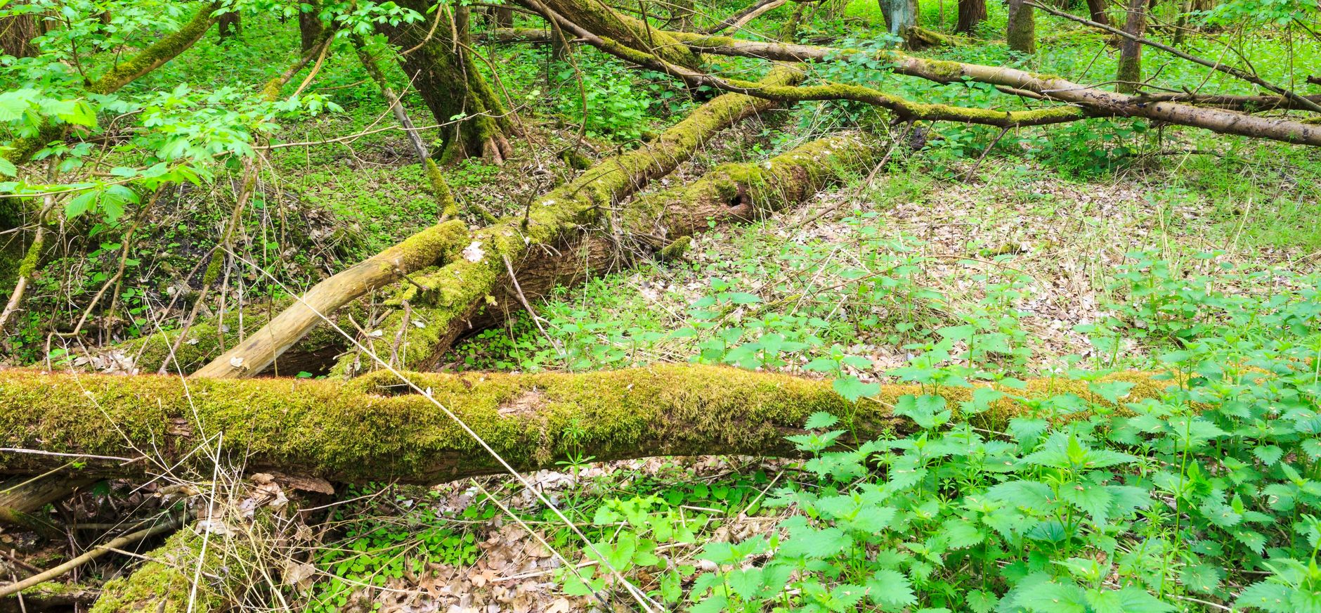 Harderbos Oerbos