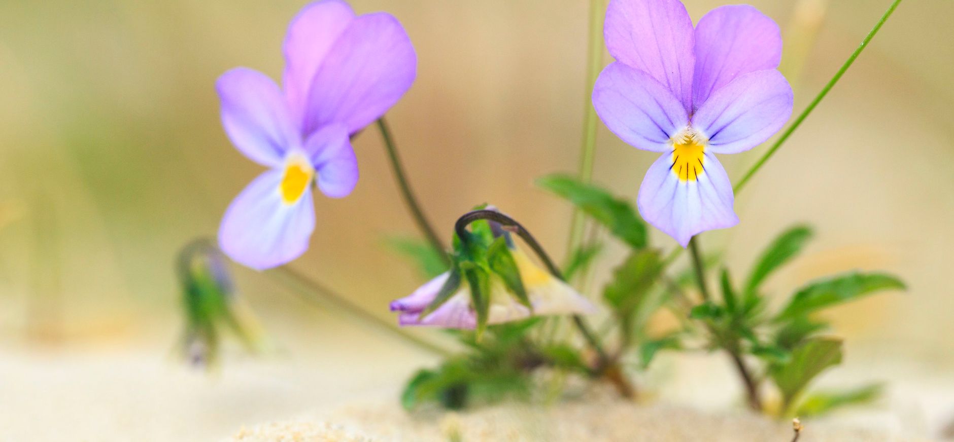 duinen