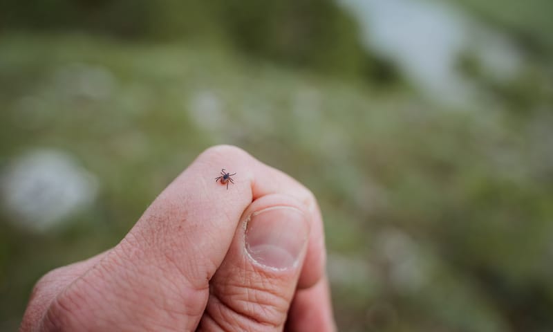 Klein spinachtig insect Klein spinachtig insect