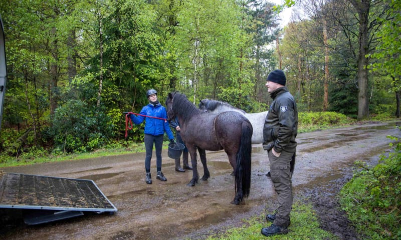 Afscheid paarden Kampina Afscheid paarden Kampina