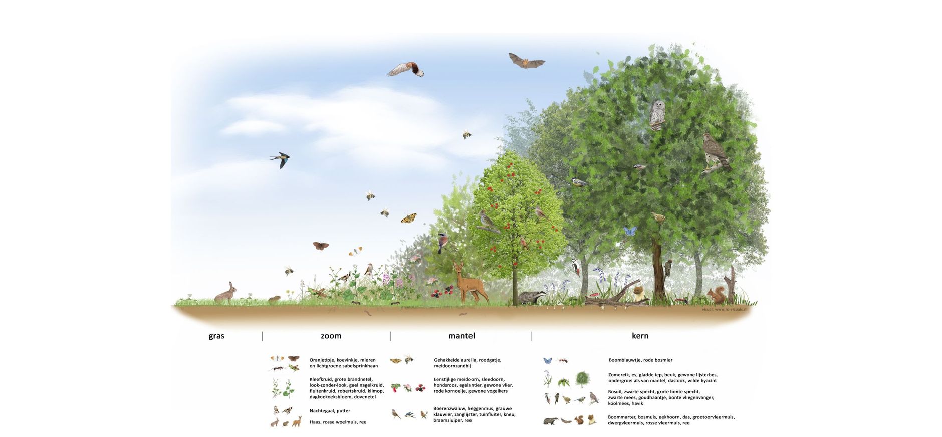 Bosrand en biodiversiteit