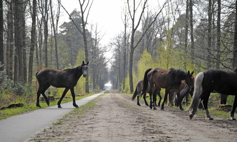 Paarden bij paden op de Kampina Paarden bij paden op de Kampina