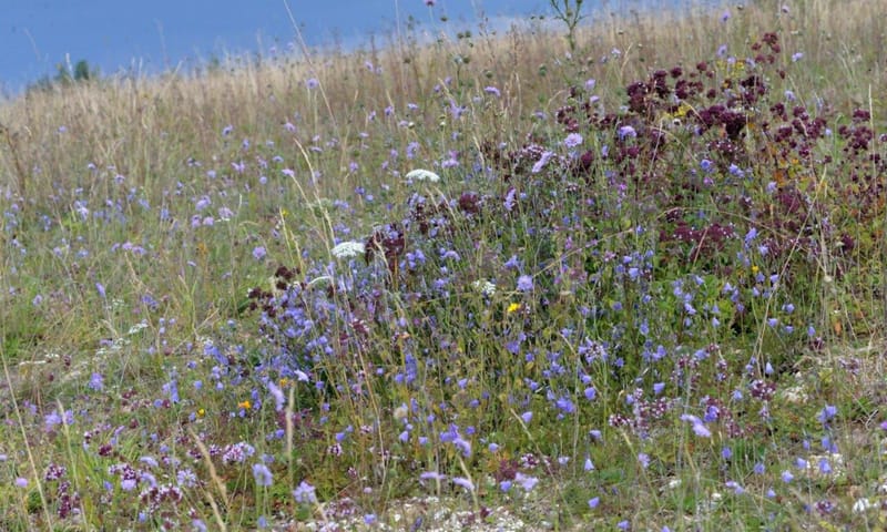 Hersteld kalkgrasland