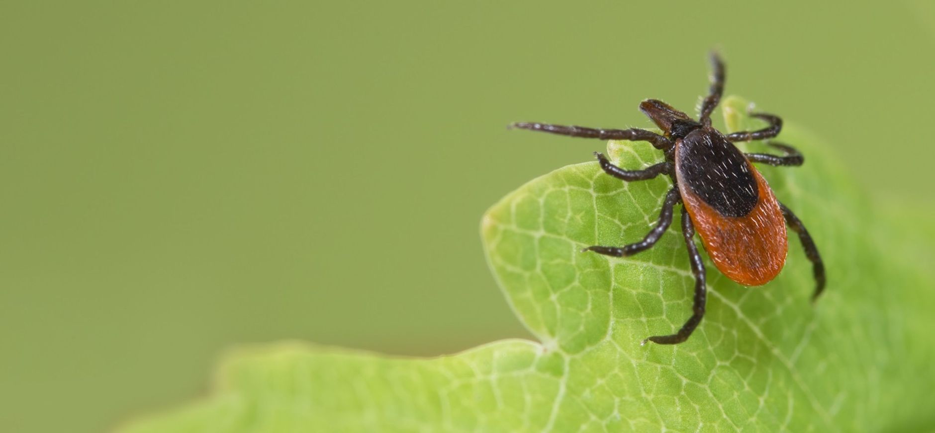 Close up teek op blad