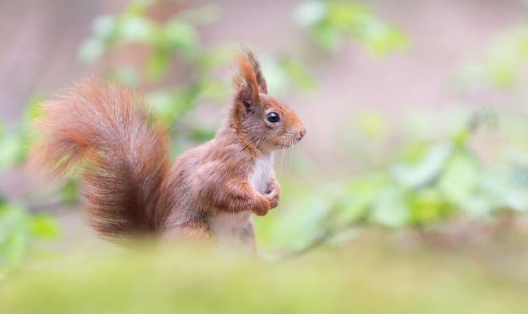 Eekhoorn met rode pluimstaart