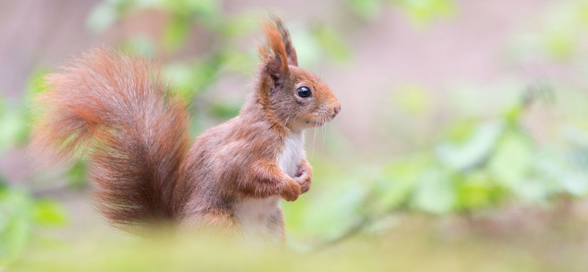 Eekhoorn met rode pluimstaart