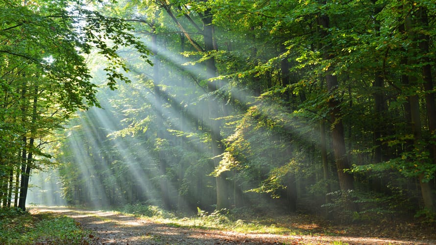 Grafheuvels, Leersum