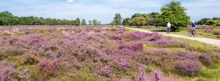 Loonse en Drunense Duinen