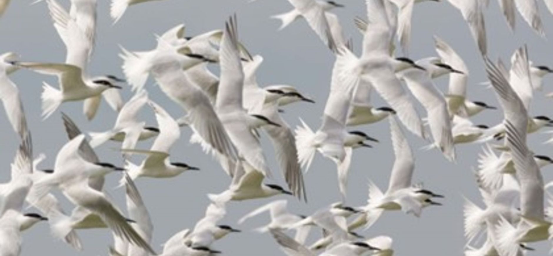 Grote sterns bij Griend aan het begin van het 