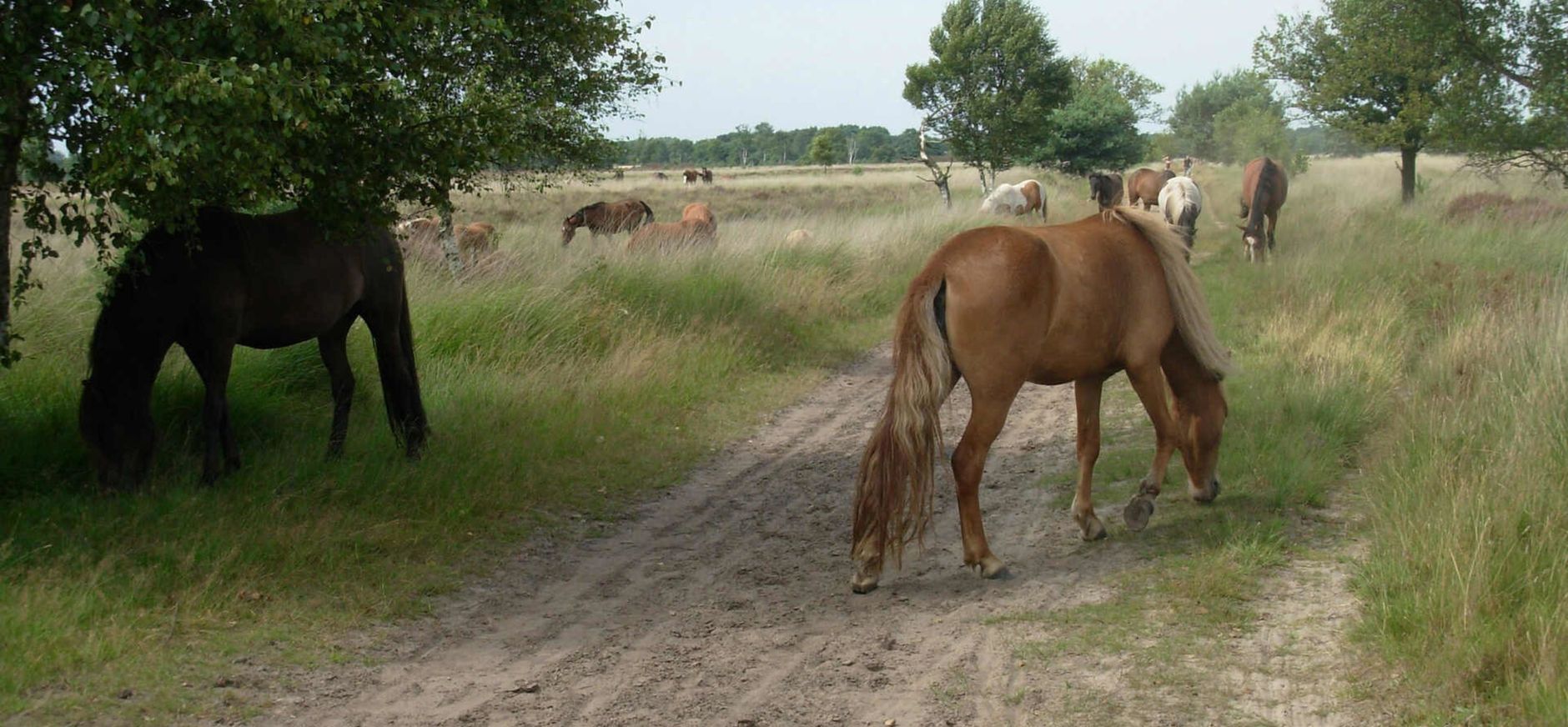 IJslandse paarden op de Kampina IJslandse paarden op de Kampina
