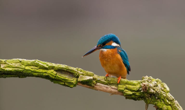 IJsvogel wacht geduldig op zijn visje