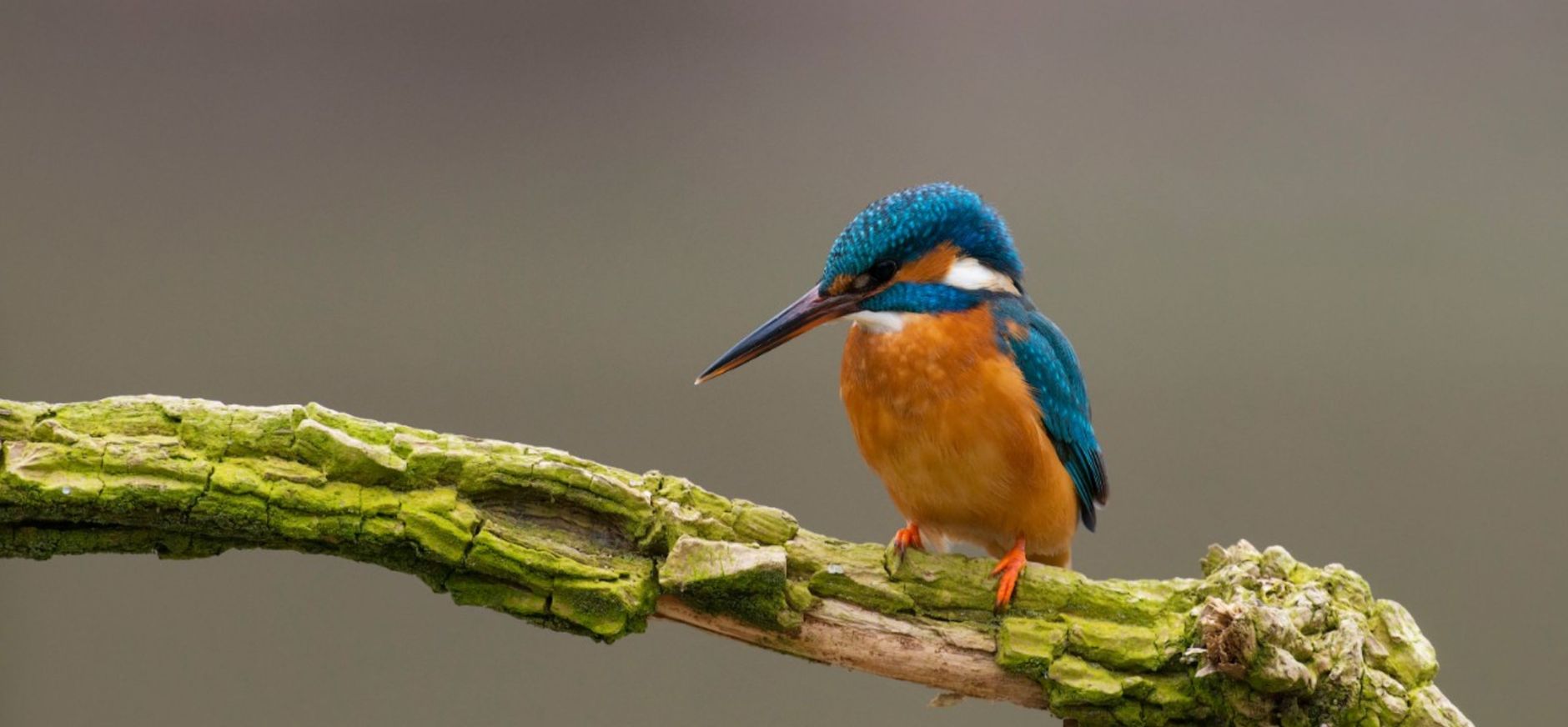 IJsvogel op een tak IJsvogel wacht geduldig op zijn visje