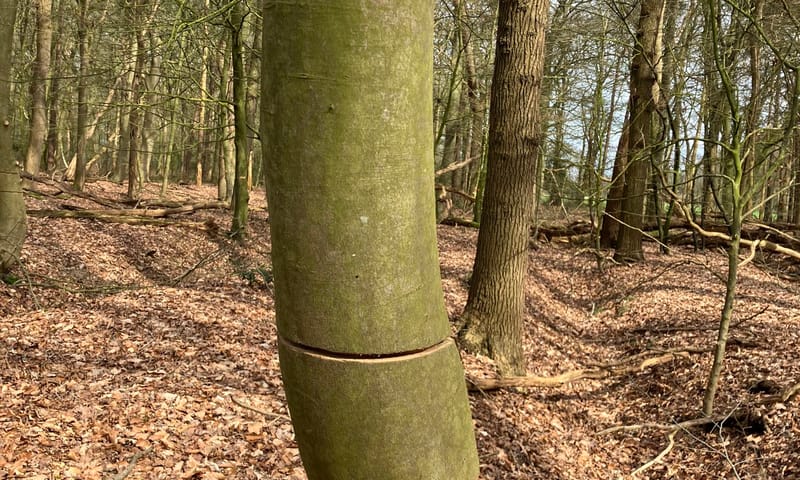 Geringde beuk