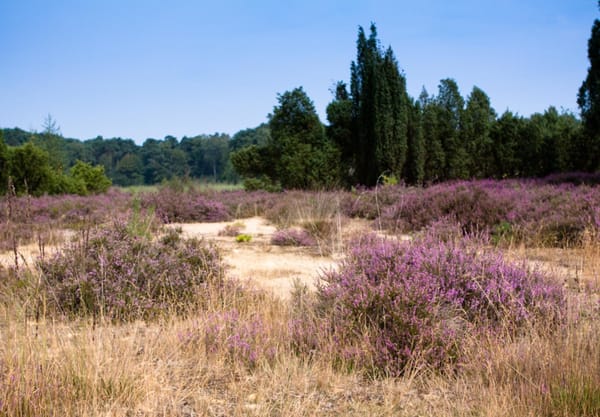 Kienveen 