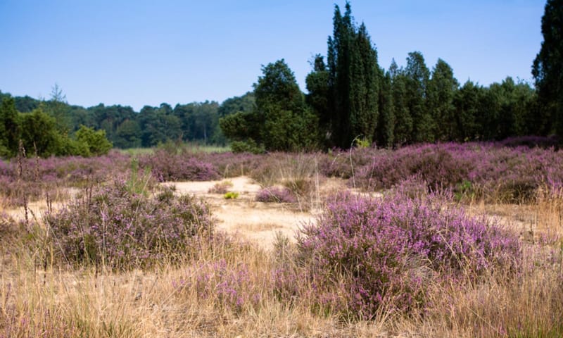 Kienveen