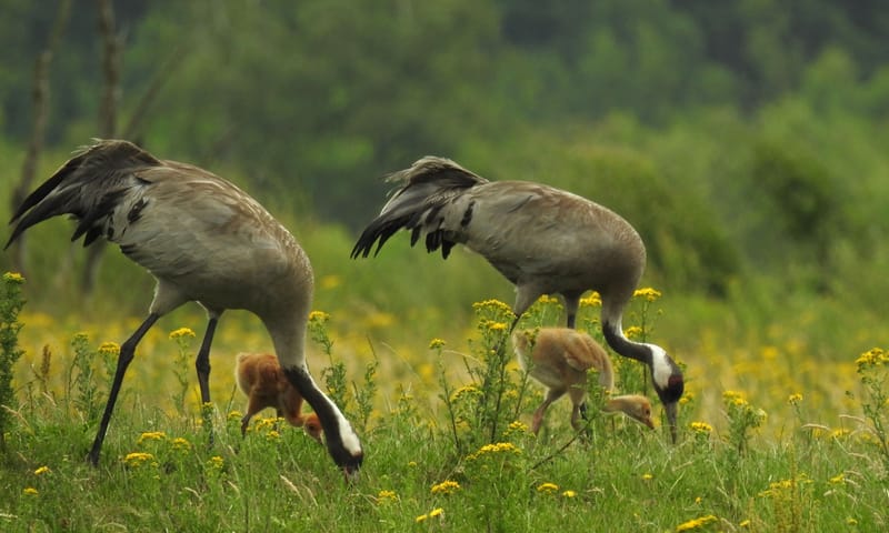 Kraanvogelpaar met kuikens in het Fochteloërveen.