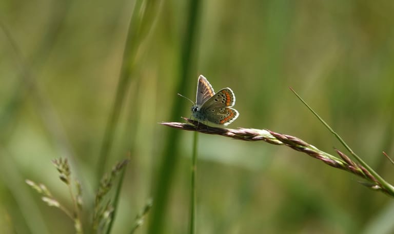 Bruin blauwtje Bruin blauwtje