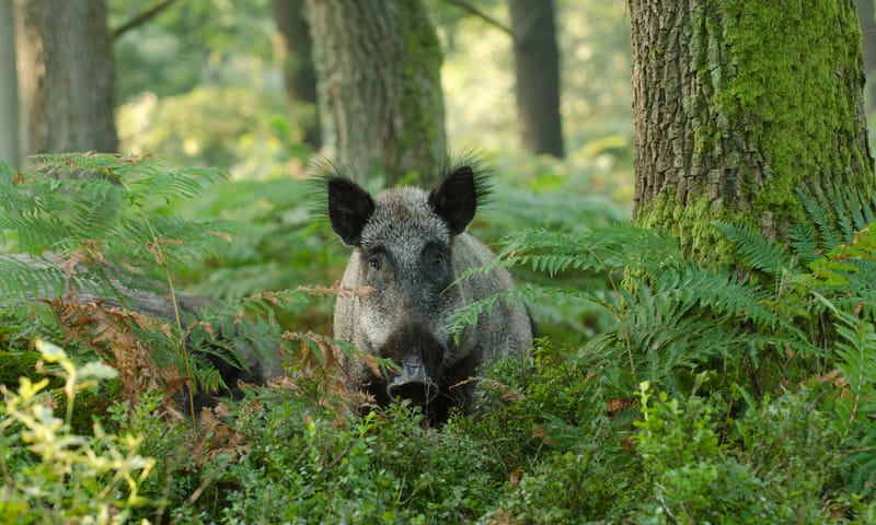 Wild zwijn in het bos