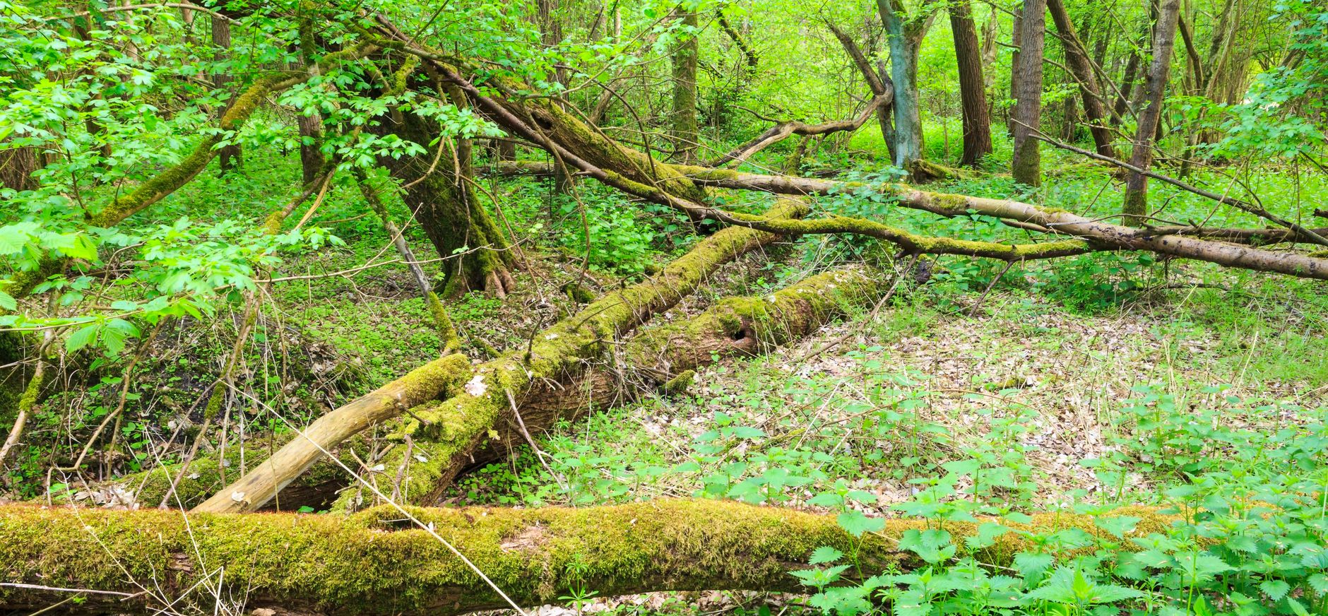 Harderbos Oerbos