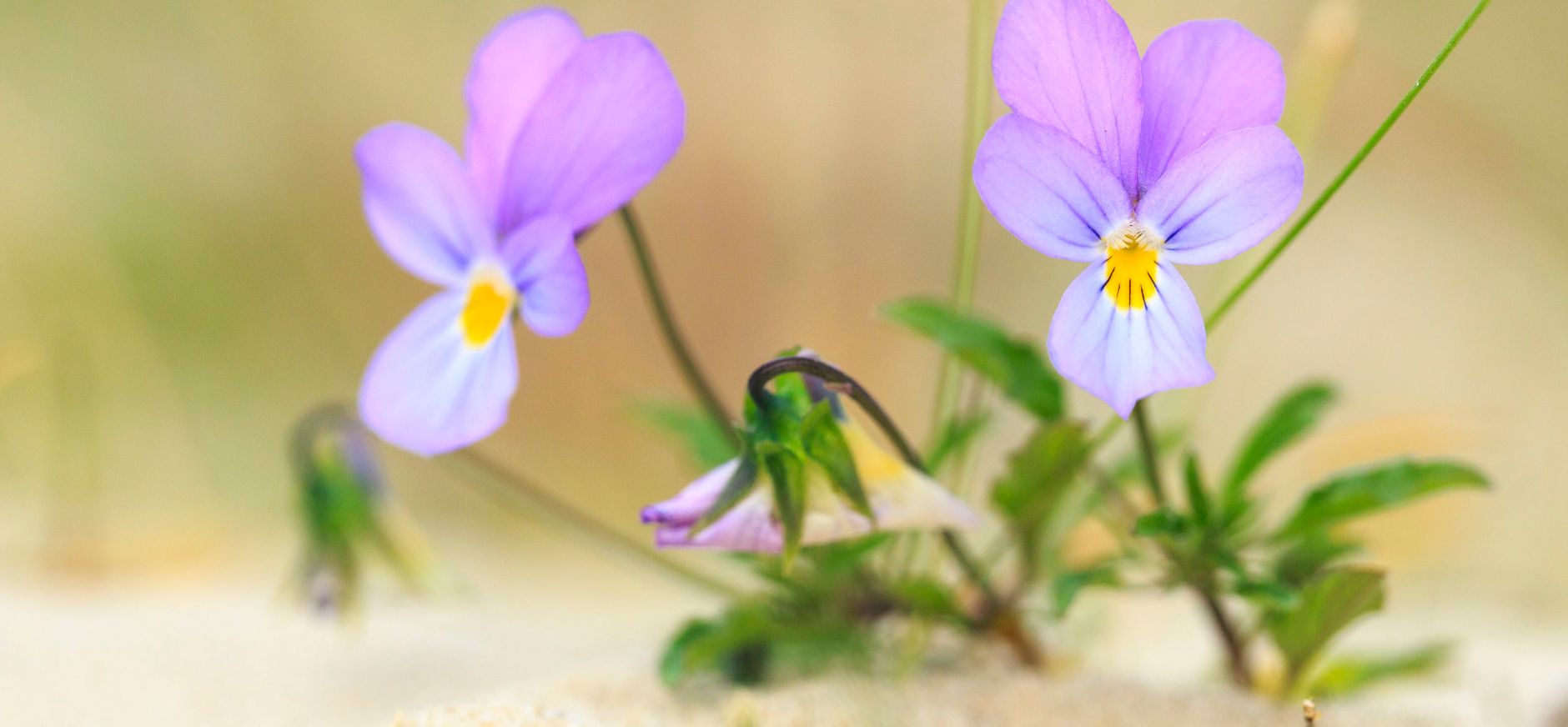 duinen