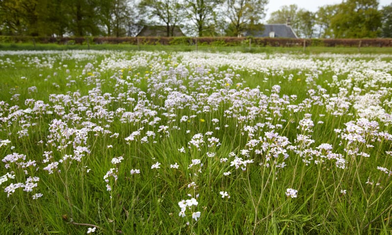 De Klencke in bloei