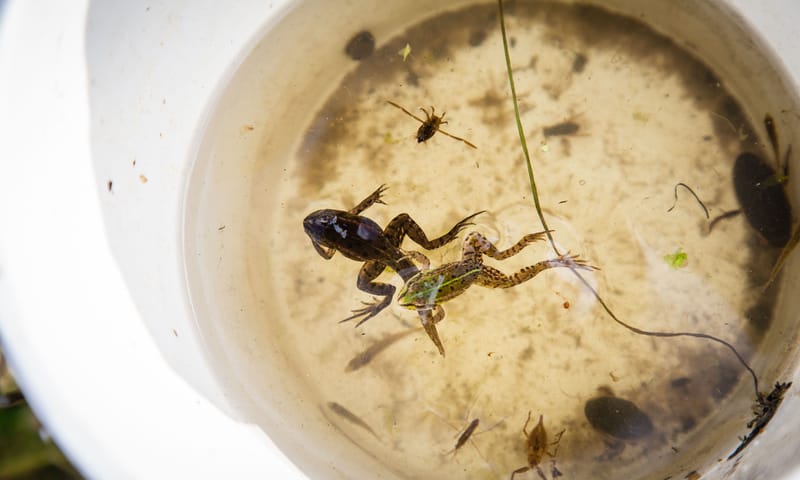 Waterpret met kikkers