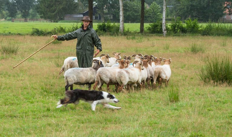 Herder Michiel aan het schapendrijven met zijn hond
