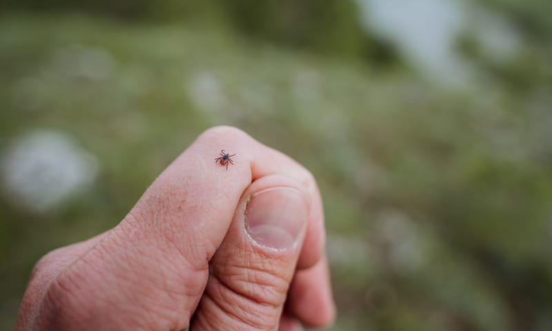 Klein spinachtig insect Klein spinachtig insect