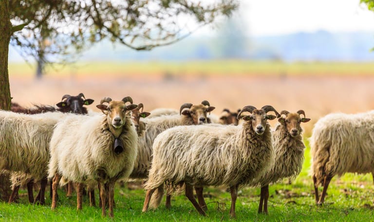 Drentse Heideschapen in het Dwingelderveld
