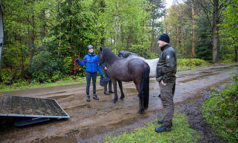 Afscheid paarden Kampina