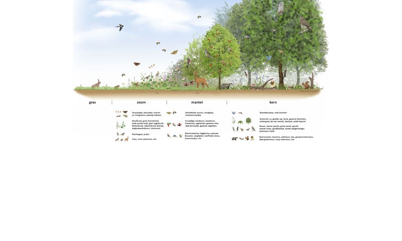 Bosrand en biodiversiteit