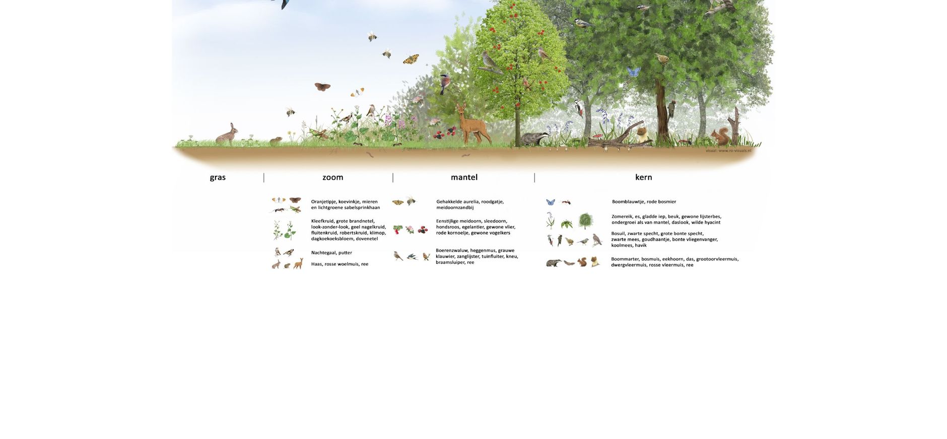 Bosrand en biodiversiteit