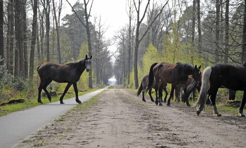 Paarden bij paden op de Kampina